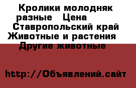 Кролики молодняк разные › Цена ­ 250 - Ставропольский край Животные и растения » Другие животные   